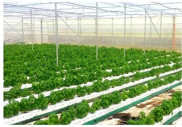 coco peat grow bag 01 1543396214 p 4508137 838335